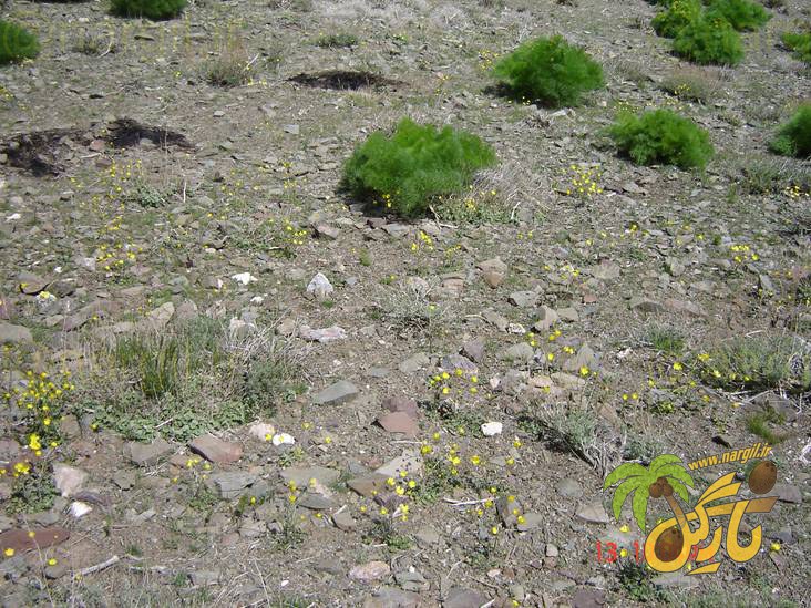 Ranunculus acris